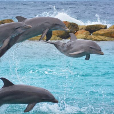 Jumping dolphins